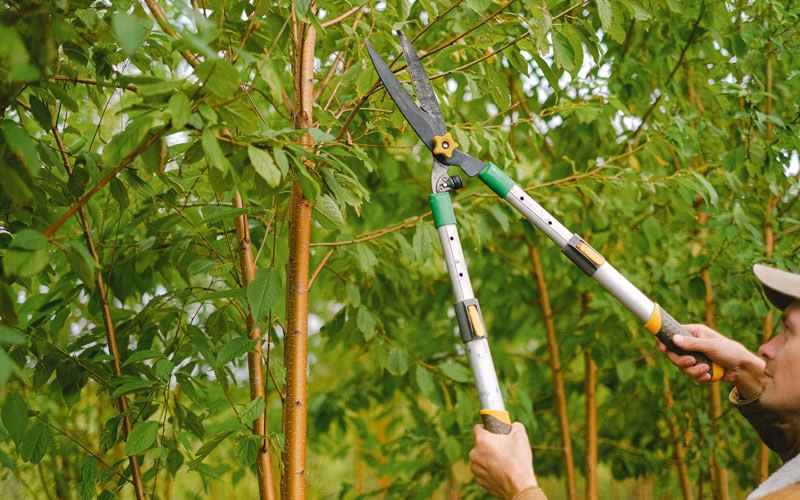 Tree trimming in Centereach, NY